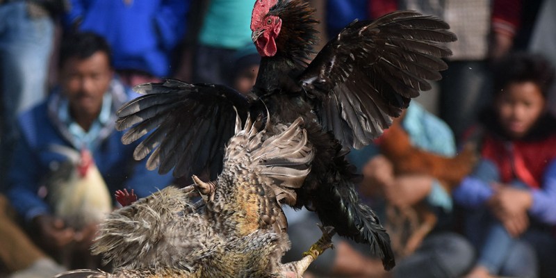 Đấu gà Philippines mang đậm dấu ấn văn hóa